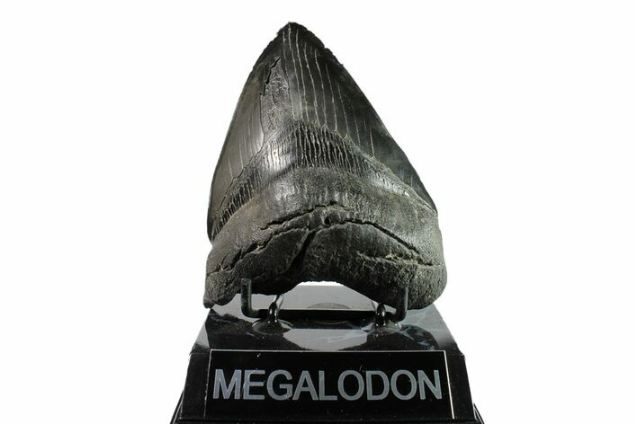 Serrated, Fossil Megalodon Tooth - South Carolina #153845